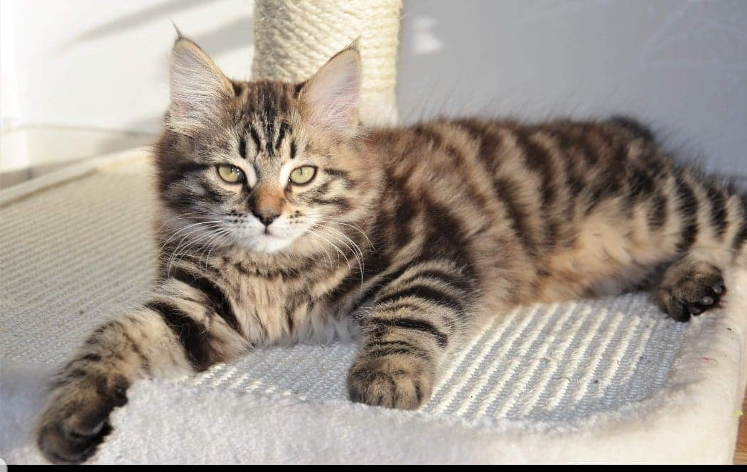 Sibirisk katt Gabriel